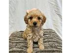 Poodle (Toy) Puppy for sale in Blountville, TN, USA