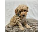 Poodle (Toy) Puppy for sale in Blountville, TN, USA