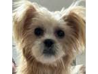 Adopt Kiwi a Terrier