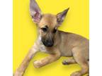 Adopt Bisbee a German Shepherd Dog, Mixed Breed