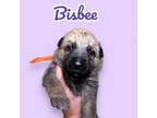 Adopt Bisbee a German Shepherd Dog, Mixed Breed
