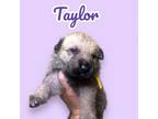 Adopt Taylor a German Shepherd Dog, Mixed Breed
