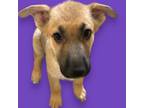 Adopt Sierra a German Shepherd Dog, Mixed Breed