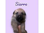 Adopt Sierra a German Shepherd Dog, Mixed Breed