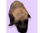 Adopt Sedona - foster-to-adopt pending a German Shepherd Dog, Mixed Breed