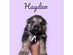 Adopt Hayden a German Shepherd Dog, Mixed Breed