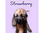 Adopt Strawberry a German Shepherd Dog, Mixed Breed