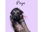 Adopt Page a German Shepherd Dog, Mixed Breed