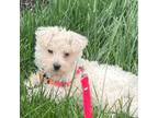 West Highland White Terrier Puppy for sale in Chesterfield, VA, USA