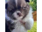 Pomeranian Puppy for sale in Princeton, TX, USA