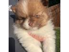 Pomeranian Puppy for sale in Princeton, TX, USA