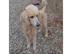 Adopt Ivy a Standard Poodle
