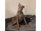 Doberman Pinscher Puppy for sale in Fort Myers, FL, USA