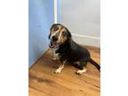 Adopt Daisy a Beagle, Mixed Breed