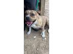 Adopt Tranquilty a Staffordshire Bull Terrier, Mixed Breed