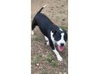 Adopt Peppermint a Staffordshire Bull Terrier, Mixed Breed