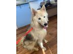 Adopt Cher a Husky, Mixed Breed