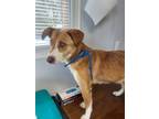 Adopt Dotty a Shepherd, Mixed Breed