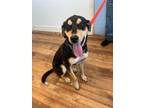 Adopt Nala a Hound, Mixed Breed