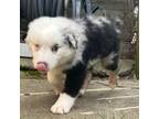 Australian Shepherd Puppy for sale in Kenton, OH, USA