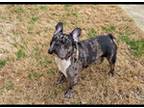 French Bulldog Puppy for sale in Pineville, NC, USA