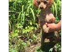 Mutt Puppy for sale in Snellville, GA, USA