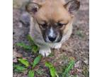 Pembroke Welsh Corgi Puppy for sale in Muskegon, MI, USA