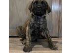 Great Dane Puppy for sale in Exeter, CA, USA