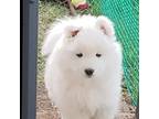 Samoyed Puppy for sale in Beaver Dam, WI, USA