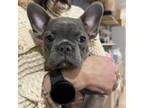 French Bulldog Puppy for sale in Montpelier, VT, USA
