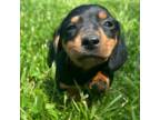 Dachshund Puppy for sale in Plato, MO, USA
