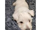 West Highland White Terrier Puppy for sale in Woodbridge, VA, USA