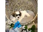 Shih Tzu Puppy for sale in Gloucester City, NJ, USA