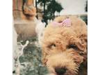 Goldendoodle Puppy for sale in Glendora, CA, USA