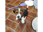 Beagle Puppy for sale in Timmonsville, SC, USA