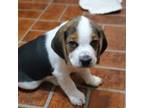 Beagle Puppy for sale in Timmonsville, SC, USA