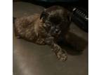 Shih-Poo Puppy for sale in Binghamton, NY, USA