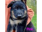 German Shepherd Dog Puppy for sale in Rice Lake, WI, USA
