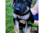 German Shepherd Dog Puppy for sale in Rice Lake, WI, USA