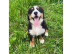 Bernese Mountain Dog Puppy for sale in Newton, IA, USA