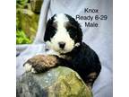 Mutt Puppy for sale in Mc Clure, PA, USA