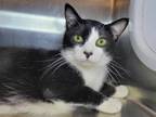 Adopt Cowboy a Domestic Short Hair