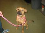 Adopt BODIE a Mixed Breed