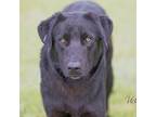 Adopt Tracy a Labrador Retriever