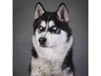 Adopt Doc a Siberian Husky