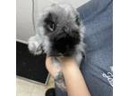 Adopt Buzz a Angora Rabbit