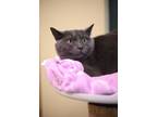 Adopt Archer a Domestic Short Hair