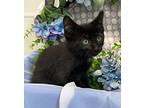 3/5/24 - Brooke - (Manx) Manx Kitten Female