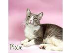 Pixie 30288 Domestic Shorthair Adult Male
