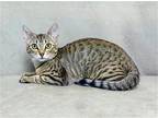SERENA Domestic Mediumhair Kitten Female